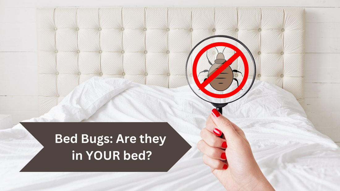 Battling Bed Bugs: The Paris-London Infestation and Java Citronella Oil Solution