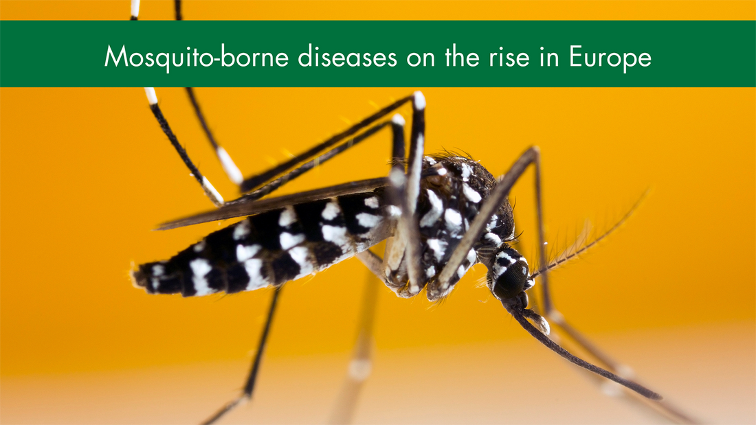 Beware! Disease-carrying mosquitoes active in Europe