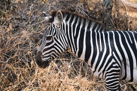 Guest Feature: How to deal with tsetse flies in Tanzania - don't let them ruin your trip!