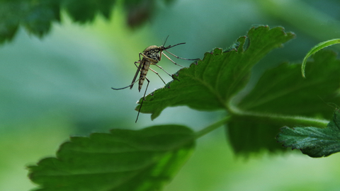 The Lifecycle of Mosquitoes Explained
