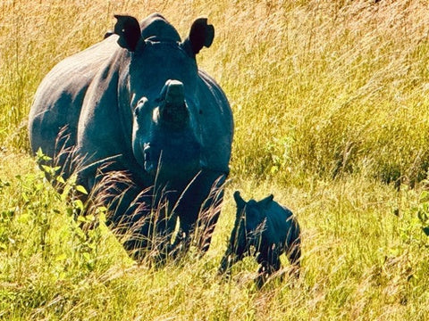 Guest Blog by Climate Wise: From rhinos to the arctic circle: how protecting nature connects us all