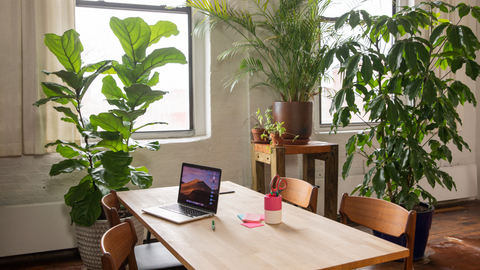 Caring for Your House Plants in Autumn