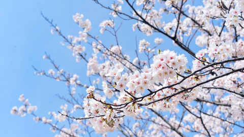 Spring is coming – how to prepare naturally