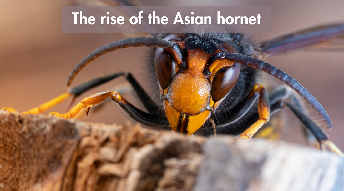 The rise of the Asian hornet