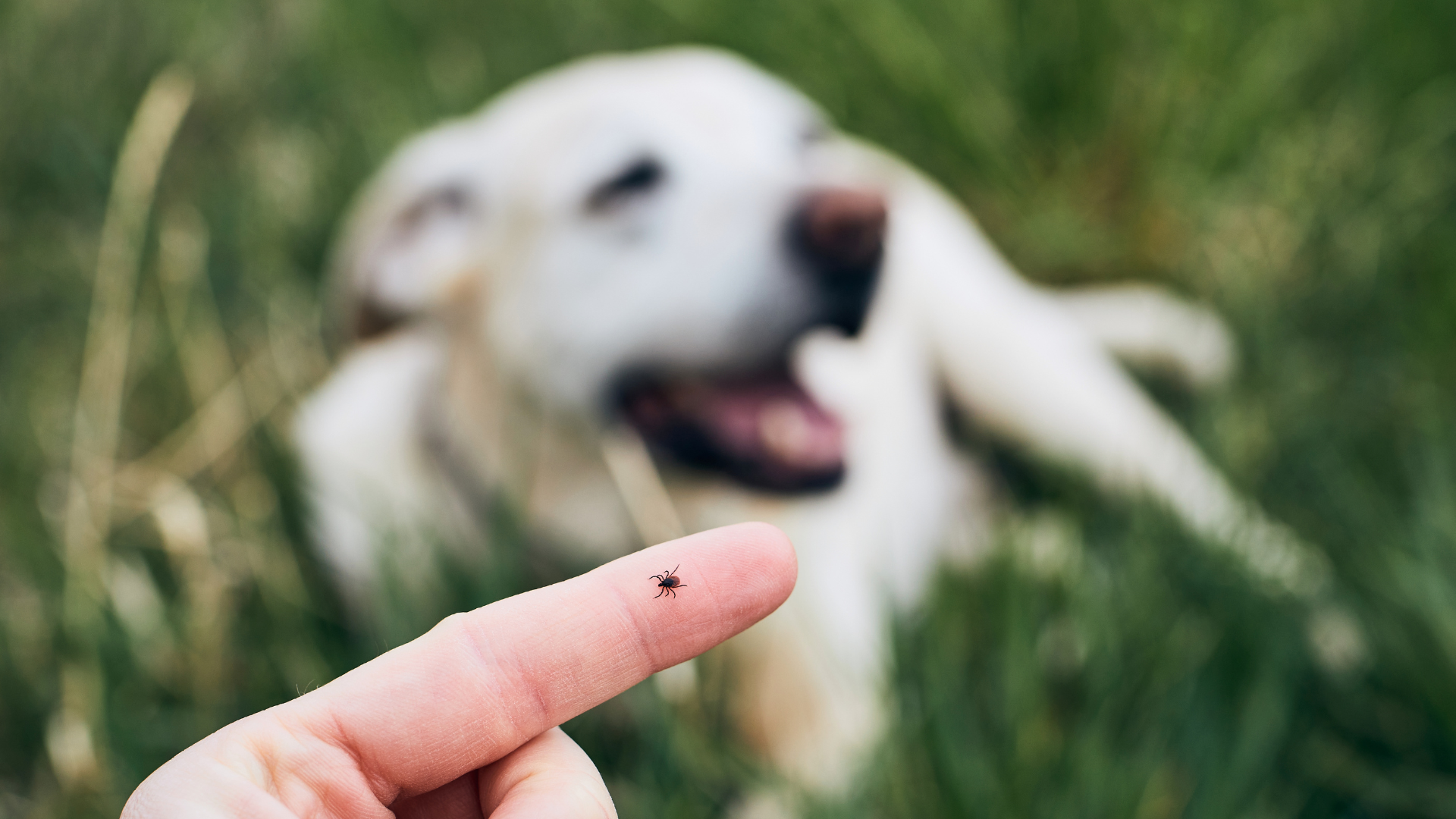 Tick Talk: What You Need to Know About These Tiny Hitchhikers – Less ...