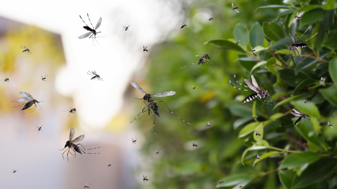 UK Mosquito Surge 2025: Why You’re Getting Bitten More - And How to Fight Back