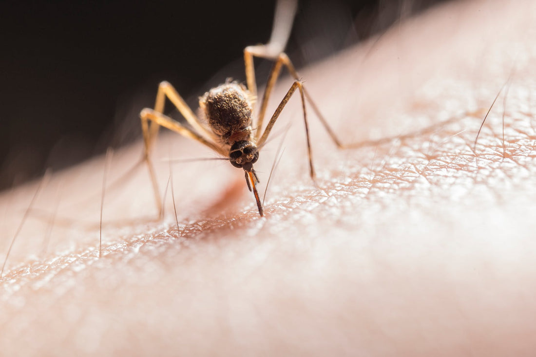 Insect Repellent: A Key Defence In The War Against Mosquitoes - Less Mosquito