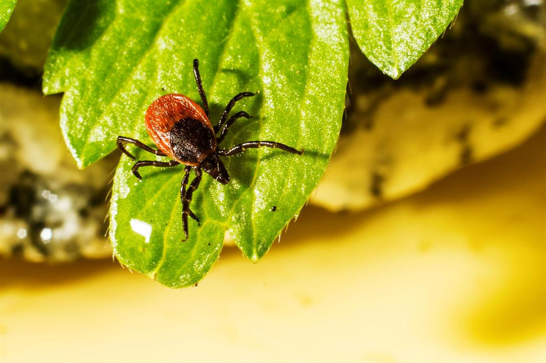 Ticks In The UK & Abroad - Less Mosquito