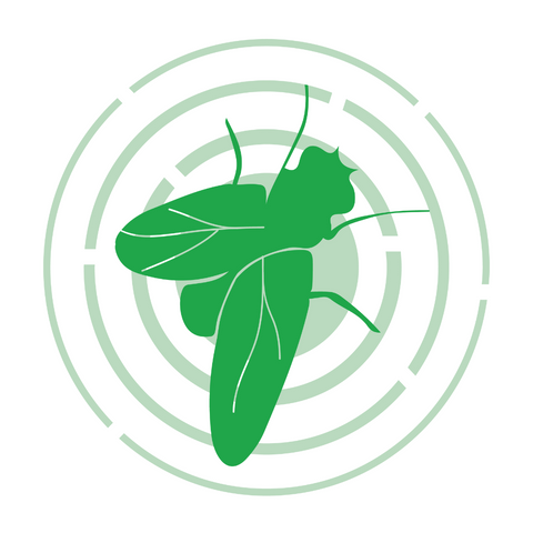 Other insects