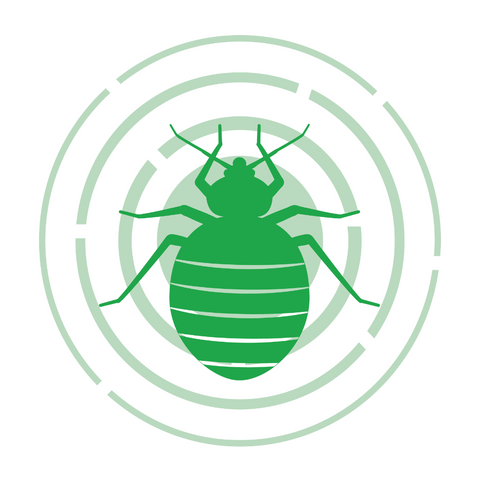 Bedbugs
